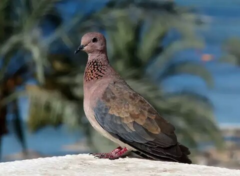 Laughing doves, Egyptian turtledove. - Nature, Turtle dove, , beauty of nature, Animals, Birds, Longpost