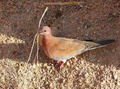 Laughing doves, Egyptian turtledove. - Nature, Turtle dove, , beauty of nature, Animals, Birds, Longpost