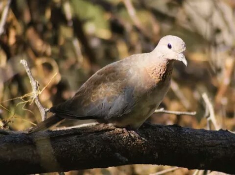 Laughing doves, Egyptian turtledove. - Nature, Turtle dove, , beauty of nature, Animals, Birds, Longpost