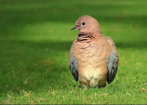 Laughing doves, Egyptian turtledove. - Nature, Turtle dove, , beauty of nature, Animals, Birds, Longpost