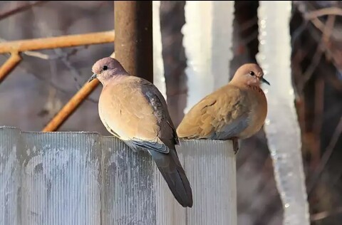 Laughing doves, Egyptian turtledove. - Nature, Turtle dove, , beauty of nature, Animals, Birds, Longpost