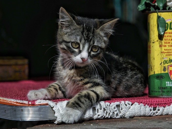 Cat portrait №21 - My, cat, Portrait, The photo, Pets