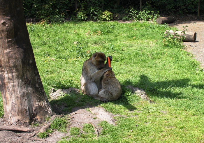 Healthy food - My, Monkey, Food, Germany, Safari Park, Young, Animals, Carrot, Vitamins