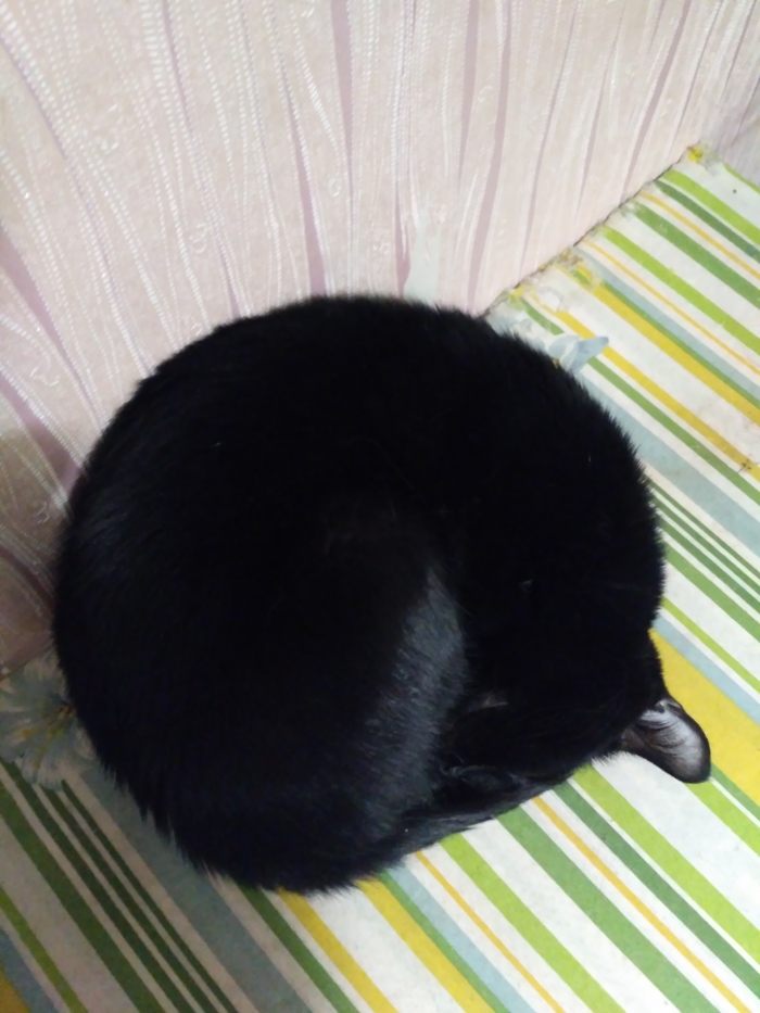 Black hole. - My, Animals, cat, Clew