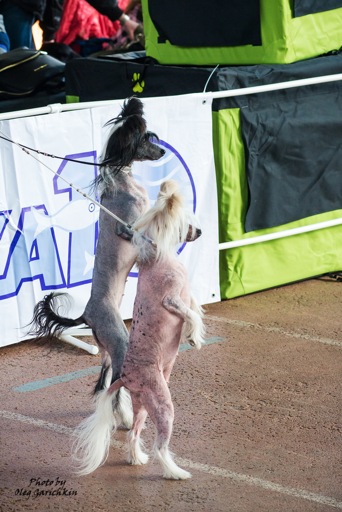 I continue to slowly upload photos from dog shows held in 2018 in the South of Russia, enjoy watching))) - My, Dog, Dog show, Animalistics, Animals, Pets, Longpost