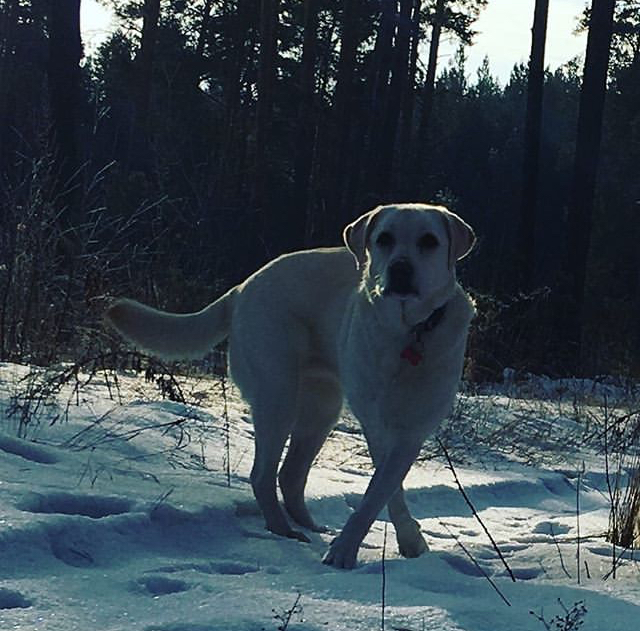 Hoba - Dog, Labrador, Walk