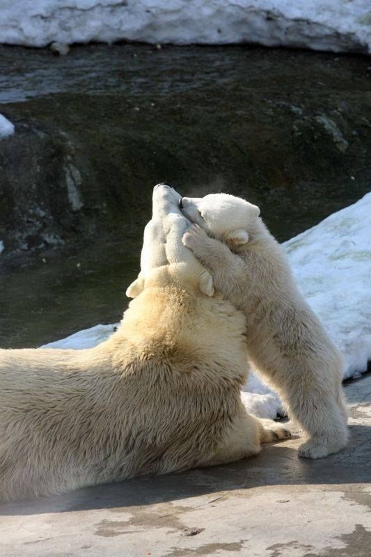 Поцелуй маму