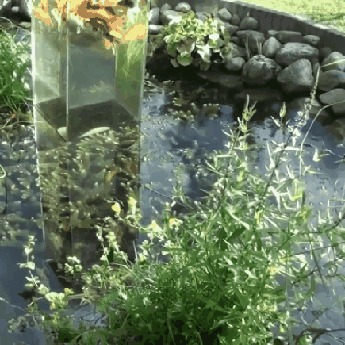 За пределами водоема