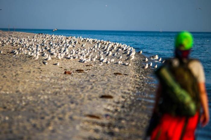 Summer is 73 days away - My, Summer, Sea, Kinburn Spit, Seagulls