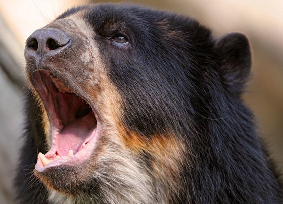 What is the bear screaming? - The photo, The Bears, Animals