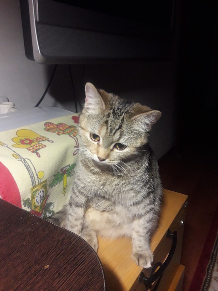 Что смотришь? Жрать давай