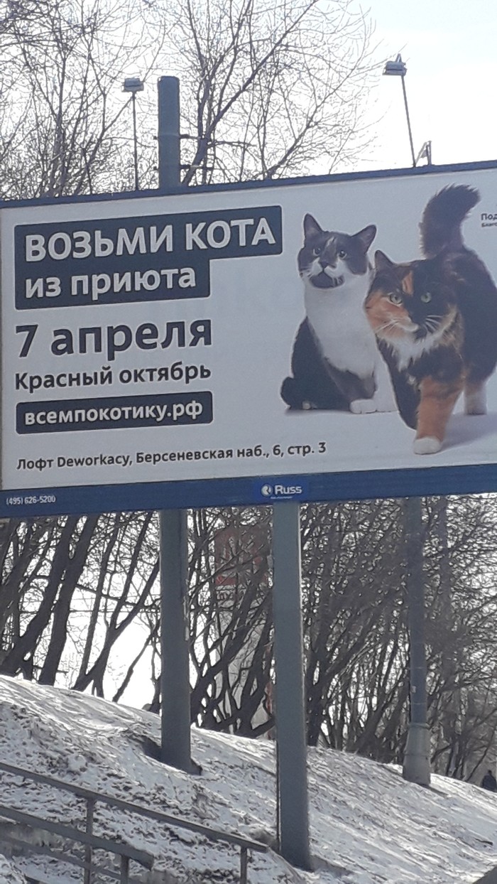 Возьми кота из приютА - Моё, Кот, Трехцветная кошка, Баннер