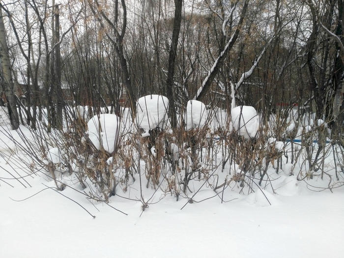 Snow hats - Papaha, Bushes, Snow