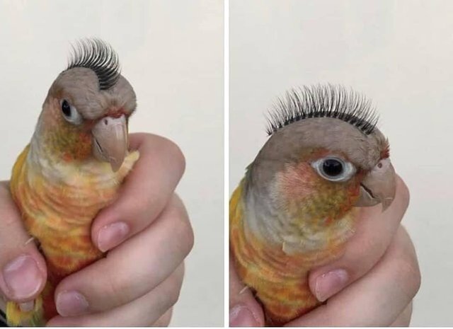 Punk Kesha - A parrot, False eyelashes, Humor, Milota, Pets