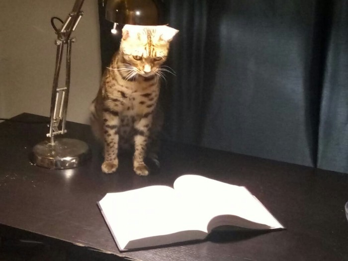 cat with a lamp - My, Cat with lamp, , cat