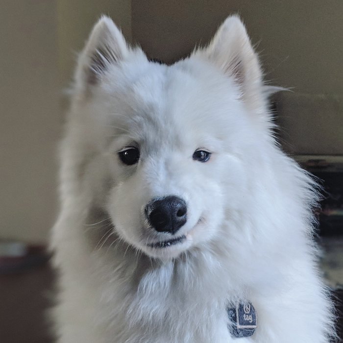 A grinning Samoyed named Kokos - The photo, Dog, Samoyed, Smirk