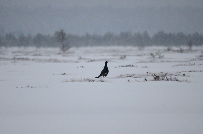 Where is everyone? - My, Birds, Saint Petersburg, Blackcock, The photo, Nikon