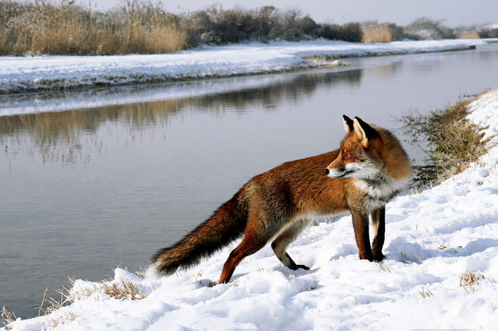 In Search of the Gray Sheika - Fox, Winter, River, Wild animals, Milota