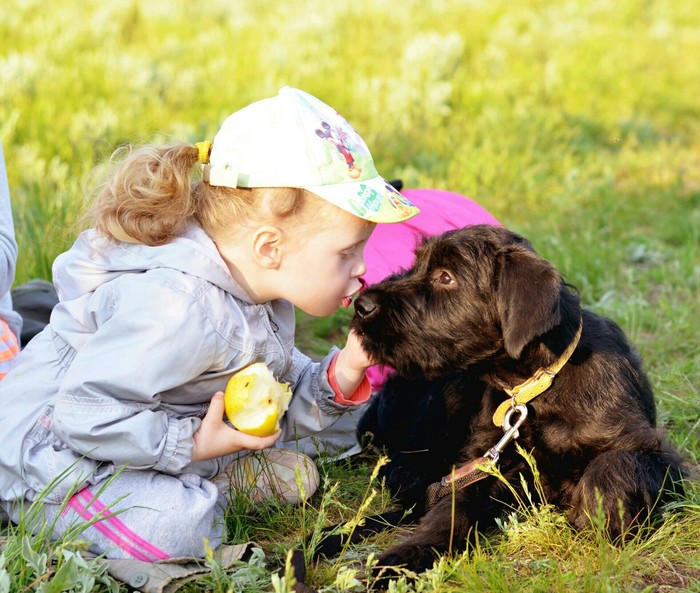 Children! - My, Giant schnauzer, Children, Dog, Boys and girls