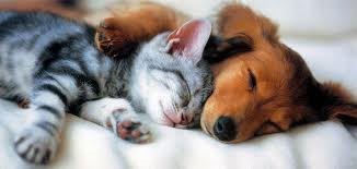 Friendship.... - Kittens, Dog, friendship, GIF, Rabbit, Chickens, Longpost, cat, Pets, Vertical video