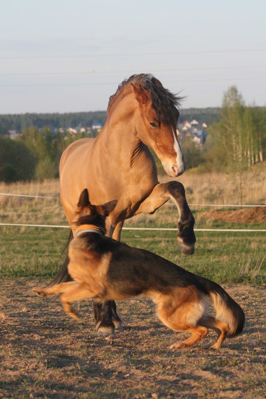 Horse and dog. Best friends - My, Dog, German Shepherd, Sheepdog, Horses, Friends, friendship, Longpost, Prostoarni