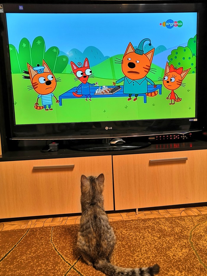 Self education in cats - My, cat, TV set, Pets