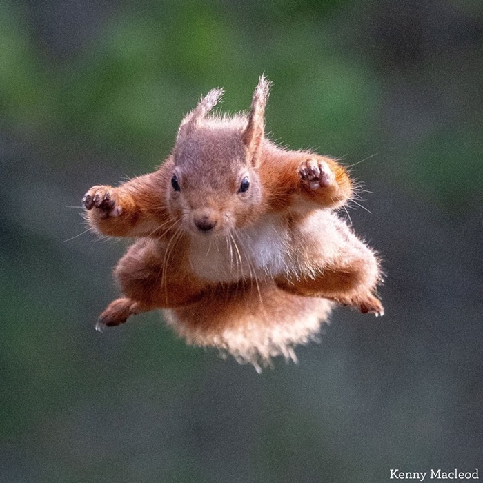 And I want to fly - The photo, Animals, Squirrel