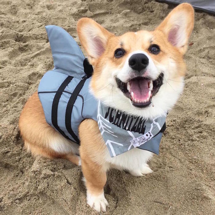 How I deceived you! You thought I was a shark, but I am a Korgul! - Dog, Corgi, Shark, Smile, Milota, Costume, Beach, Pets