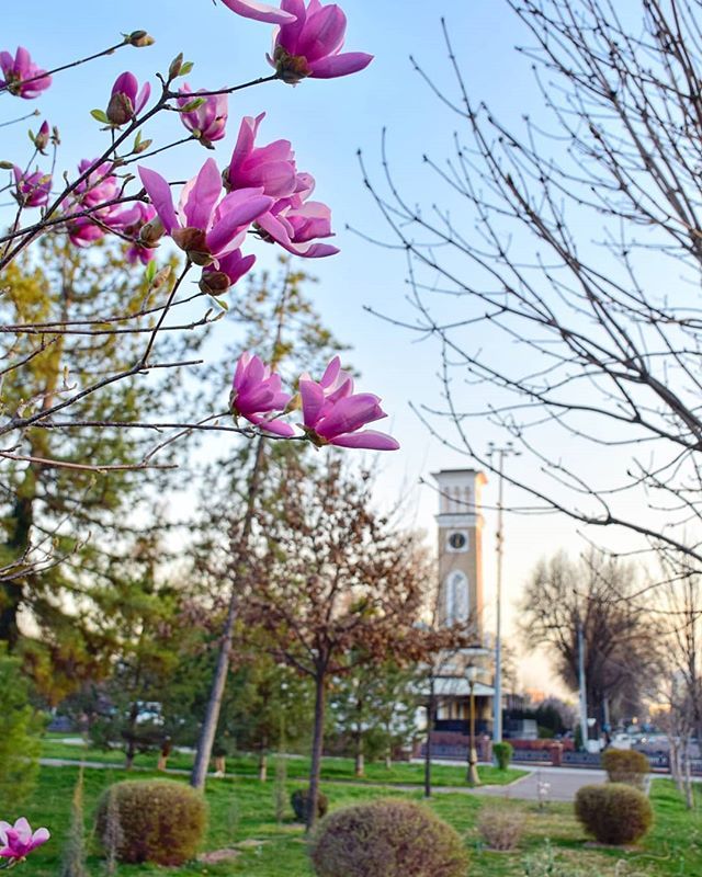 Bread city in spring - Tashkent, Spring, The photo, Flowers, Town, Longpost