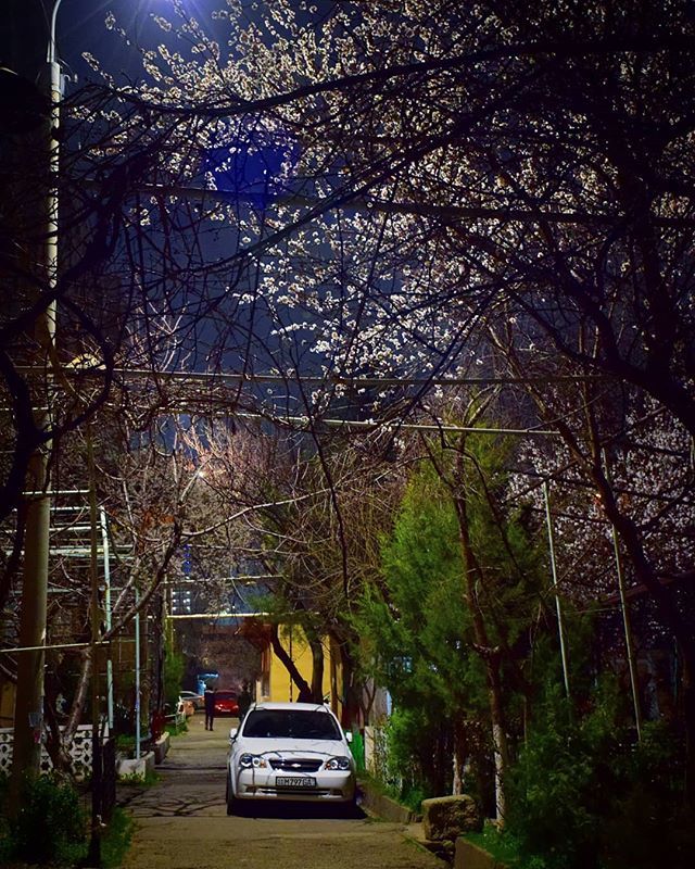 Bread city in spring - Tashkent, Spring, The photo, Flowers, Town, Longpost