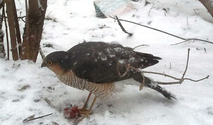 Sparrowhawk at a meal - Quail Hawk, Hawk, Predator birds