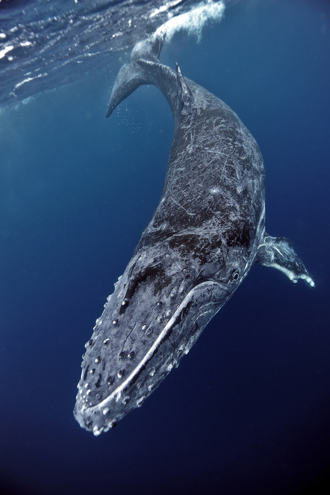 Miracle Yudo Fish-whale! - The photo, Whale, Tonga