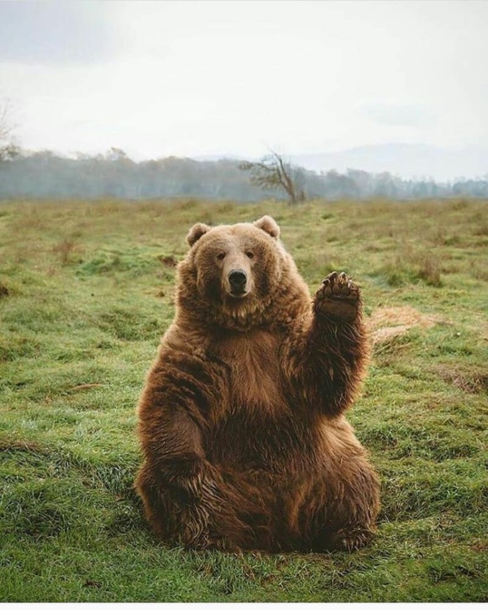 Здаров! Медведи, Лапы, Фотография