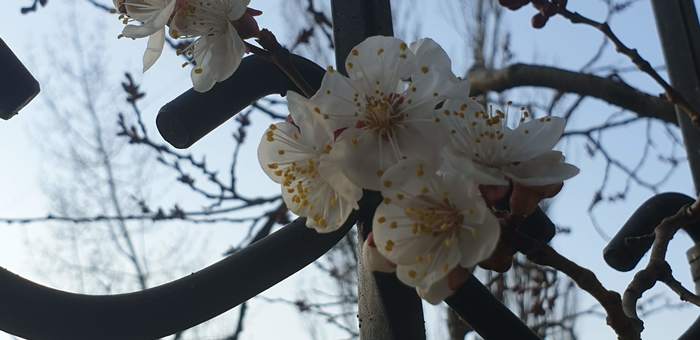 Nature has gone mad, it never happened before - My, Spring, Apricot, 