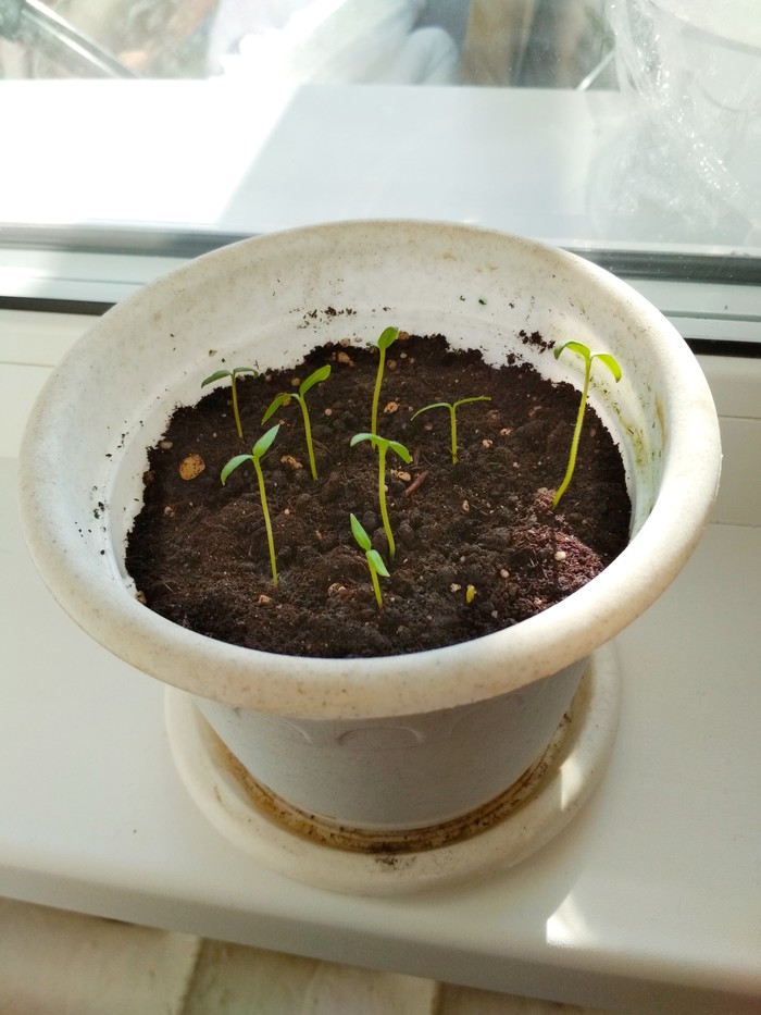 Чем занять себя с переломом ноги. Перелом, Хобби, Свободное время, Скетчбук, Халапеньо, Длиннопост, Цифровой рисунок