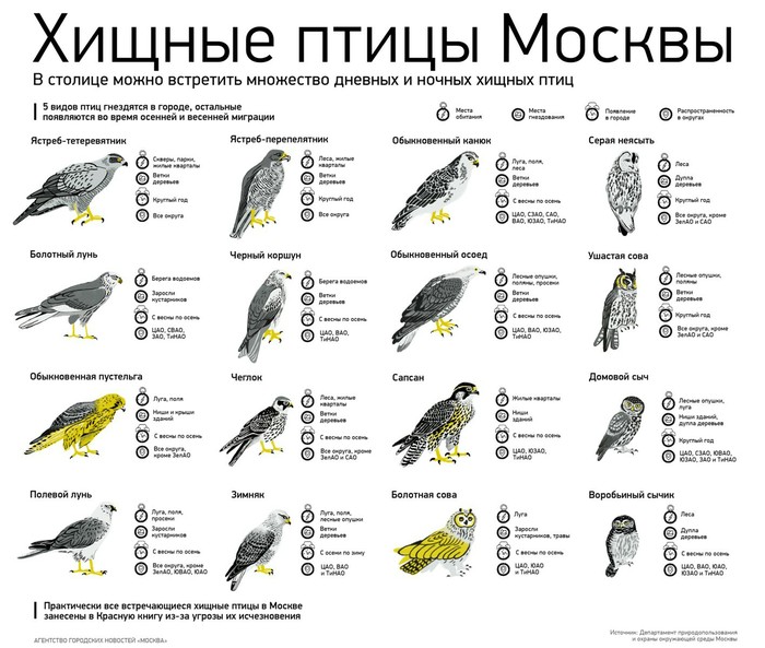 Birds of Prey of Moscow - Birds, Animals, Moscow, Wild land, Interesting, Nature