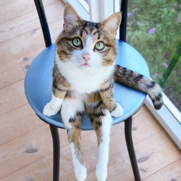 Borscht spoils the taste of sour cream! - My, Mother-in-law, Borsch, Go nuts, cat