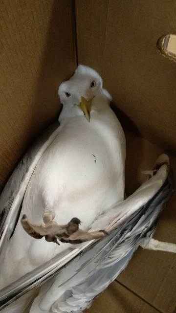 Sorry for the bird - My, Seagulls, CHP, The rescue, Longpost