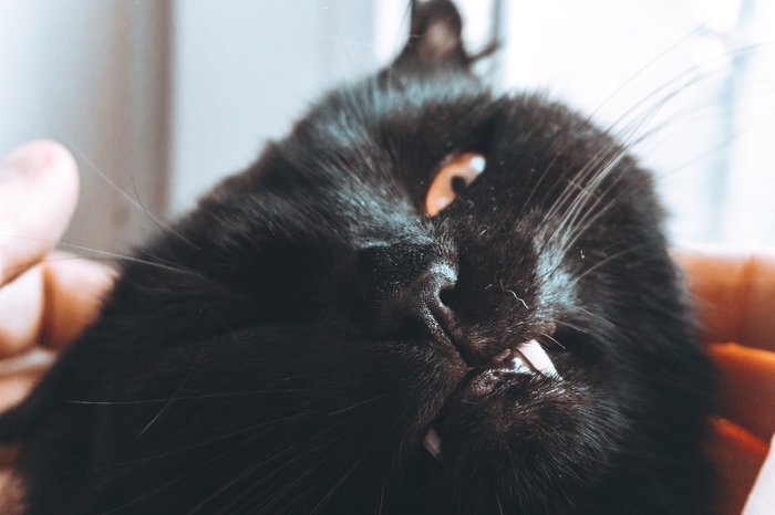 My home cat - My, cat, Black cat, Vampires, Fangs, Impudent muzzle, Pet, Impudence, Pets