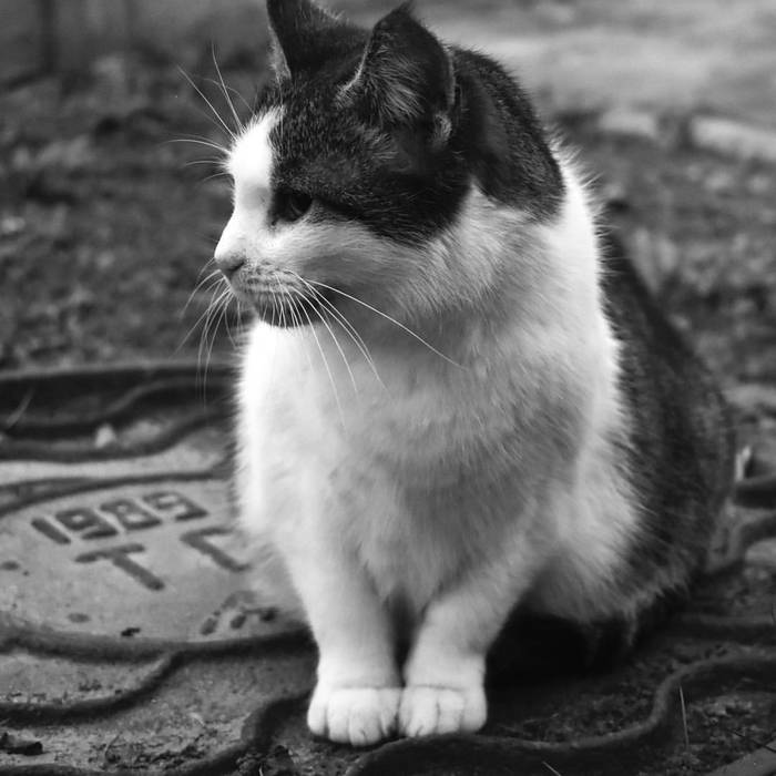 Good guard cat - My, cat, , Luke