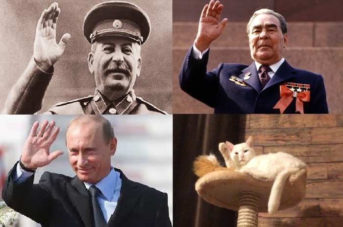 Kitten is our new candidate! - My, cat, The president, Stalin, Brezhnev, Vladimir Putin, Greetings, Leonid Brezhnev