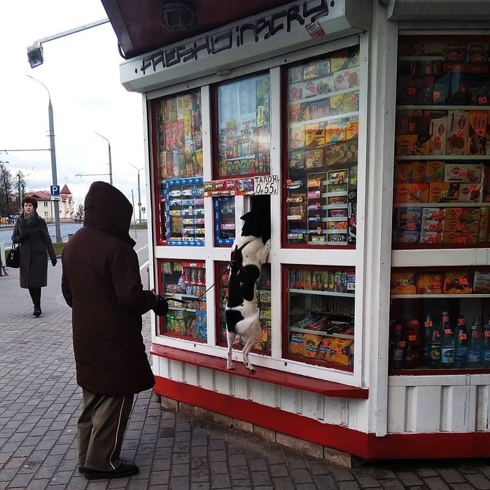 Собака-покупака