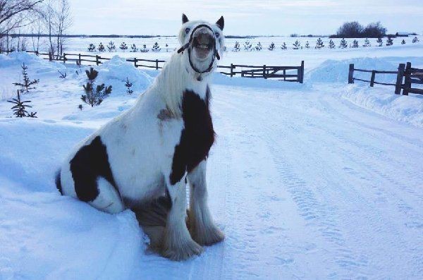 привет - Лошади, Снег, Фотография, Удачный кадр, Удачный момент