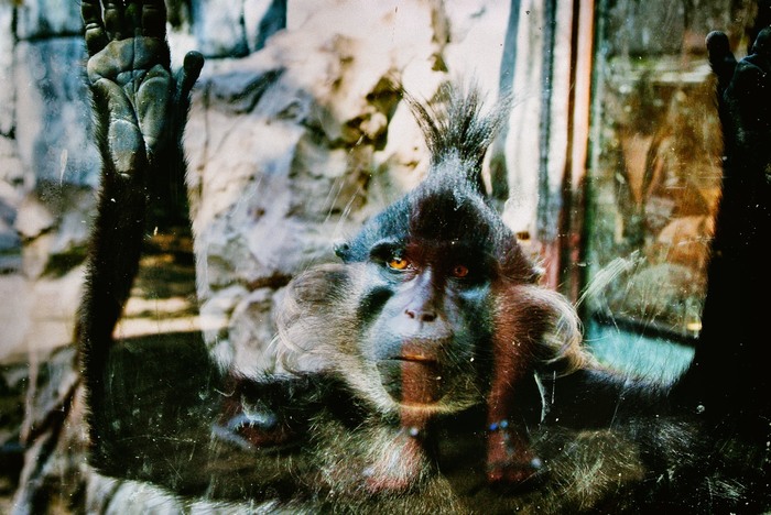 On the other side of the glass... - My, The photo, Nature, Animals, Monkey