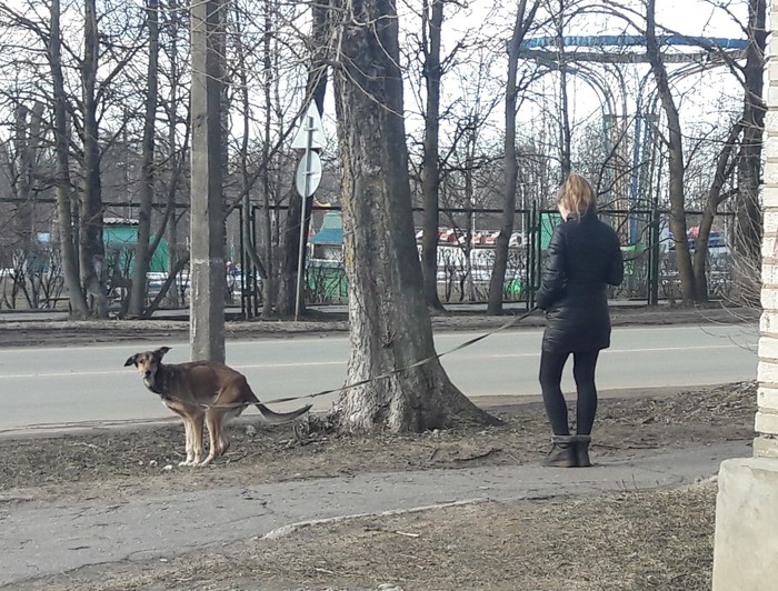 Kangaroo walking - My, It seemed, Dog, Kangaroo