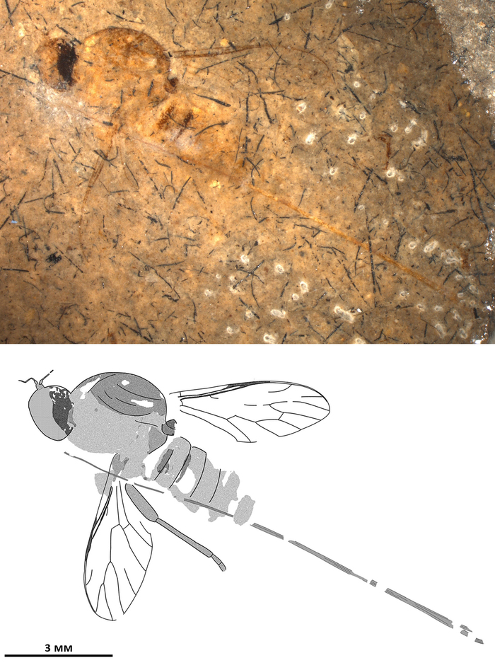 Jurassic fly with a very long proboscis - Paleontology, Insects, Jurassic, Convergence, Copy-paste, Elementy ru, Longpost