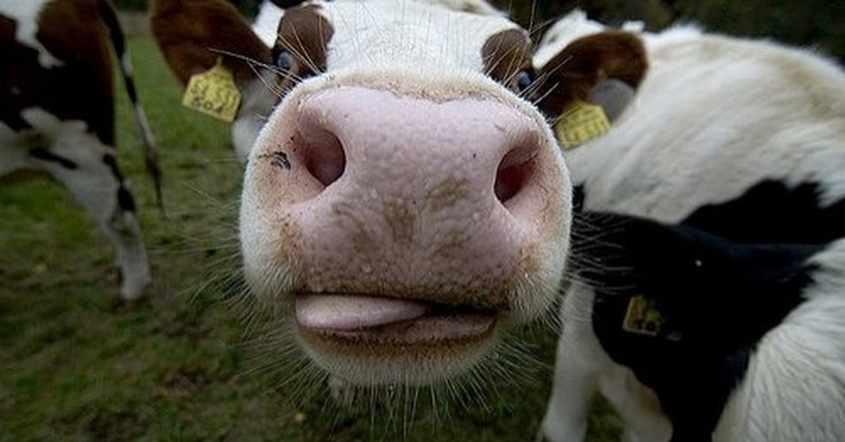 Звук издает корова. Корова мууу. Корова мычит. Корова жует. Жевательная корова.