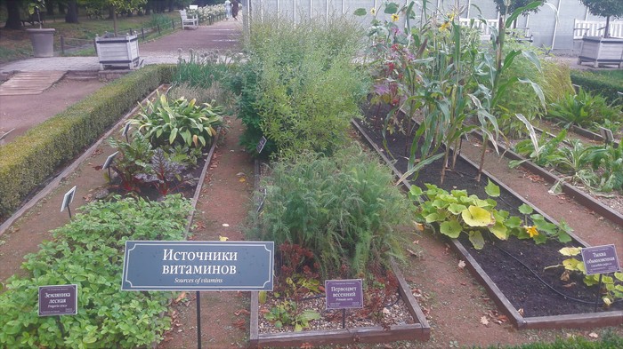 Survey for visitors to the Aptekarsky Garden in Moscow - My, Apothecary Garden, Vegetable garden in the city, Ecology, Urban farming