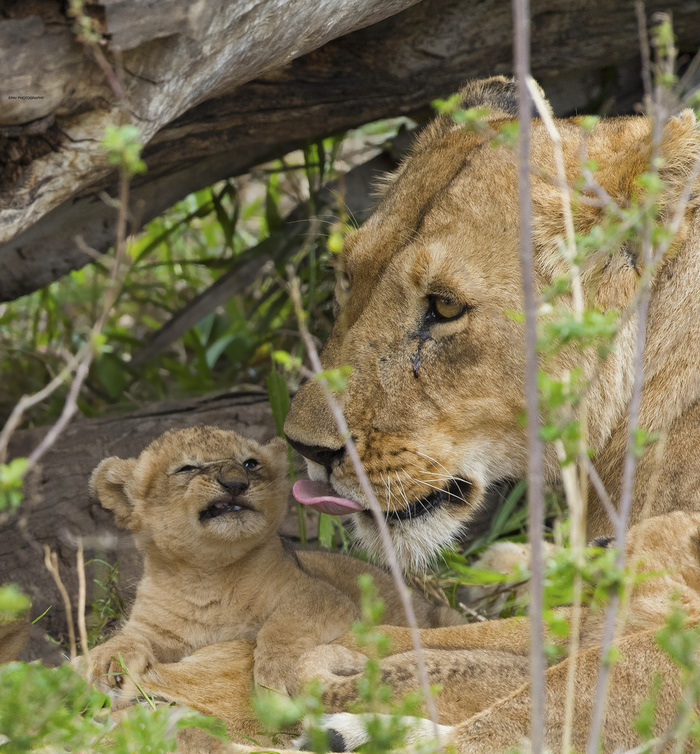 Photo - The photo, Lion cubs, a lion, Animals, Milota