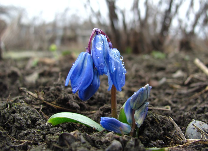 blue primrose - Spring, Longpost, Primroses, North Caucasus, Freshness